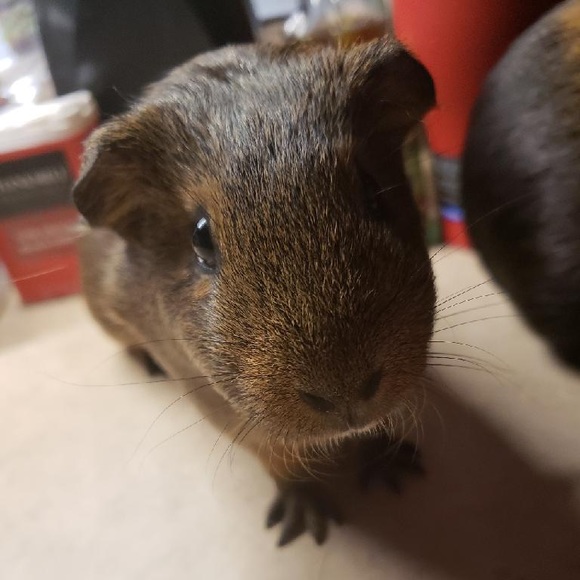 Meet your Posher, Destiny - Picture 2 of 5